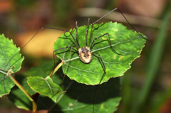 M. morio & O. canestrinii da 